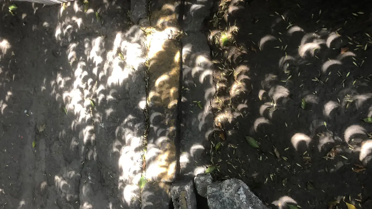 Proyección del Eclipse en la sombra de las hojas